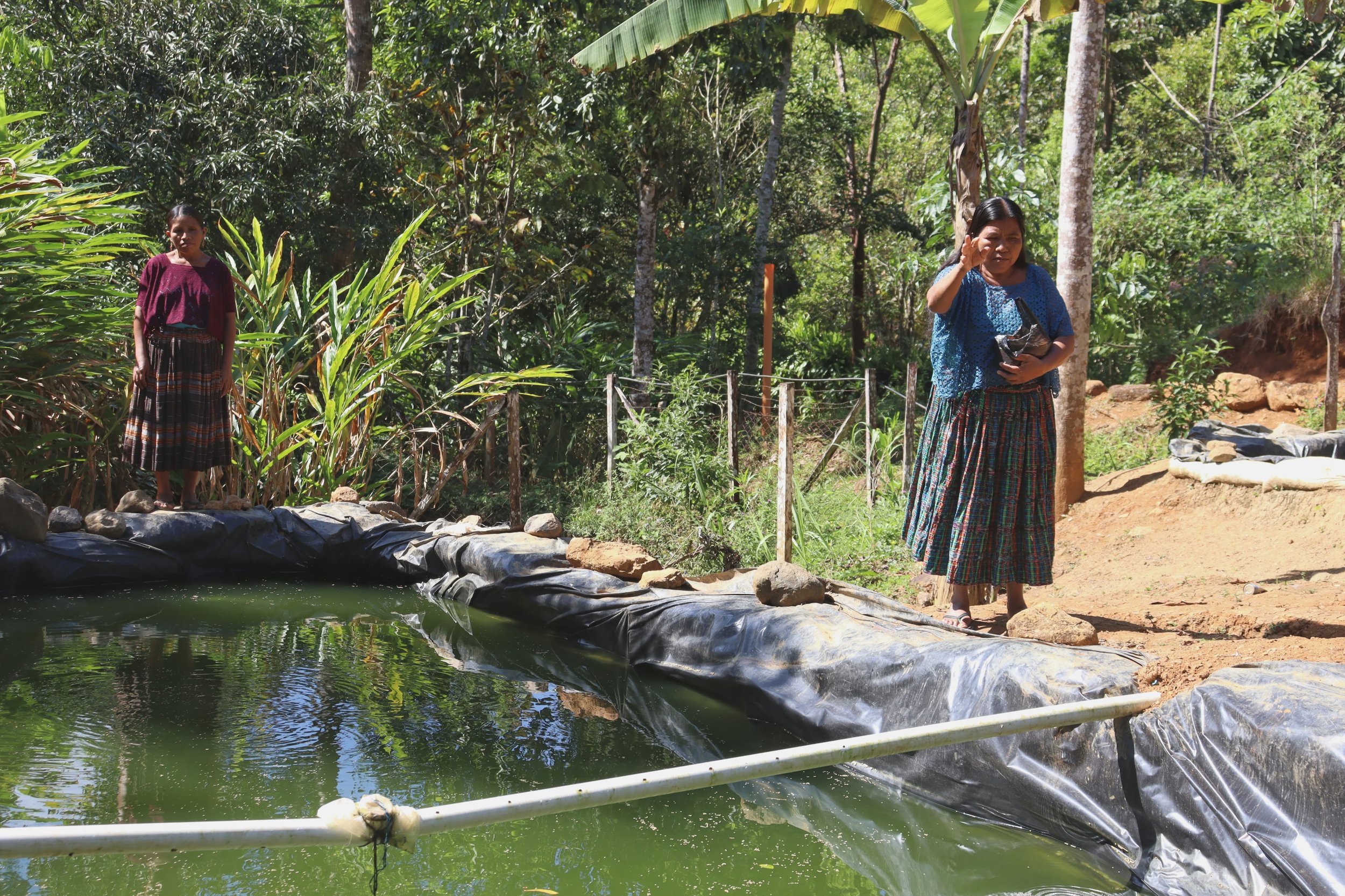  Teresa Cho alimenta los peces que cría junto a otras mujeres de Nueva Sacarilá. Foto Juan Bautista Xol 